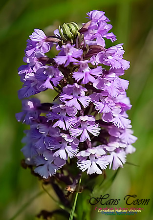 Large Purple Fringed Orchid 102