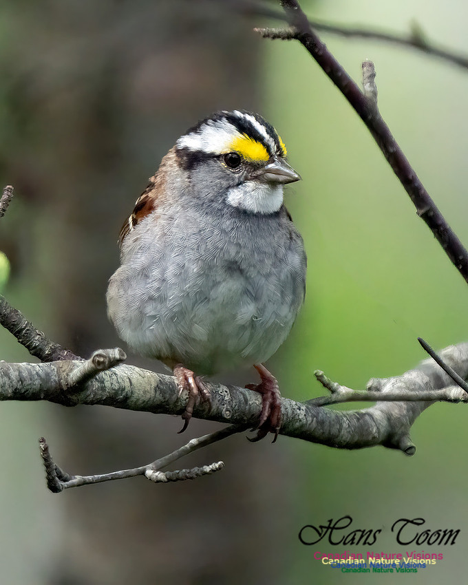 White-throated Sparrow 100