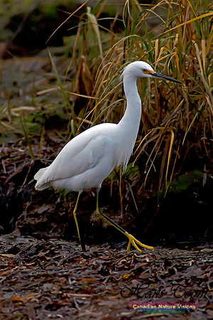 Snowy Egret