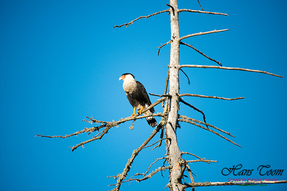 Crested Caracara