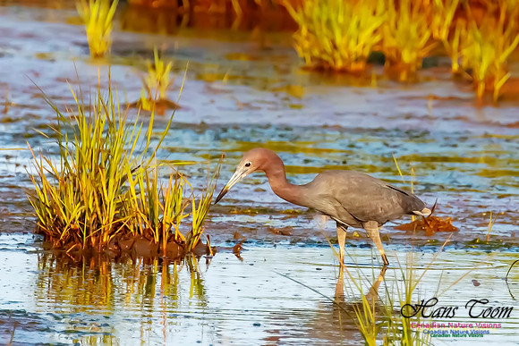 Little Blue Heron 127