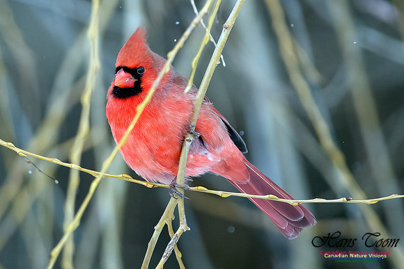 Northern Cardinal 100