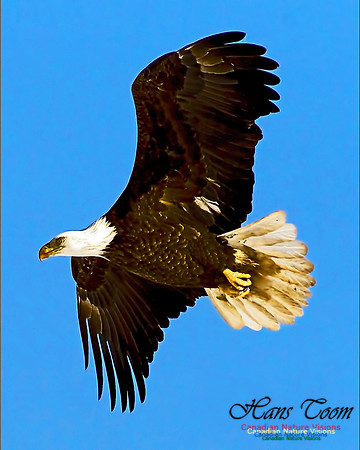 A Bald Eagle 1