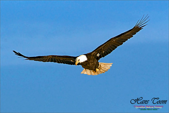 A Bald Eagle 2