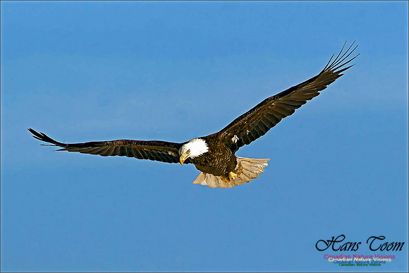 A Bald Eagle 3