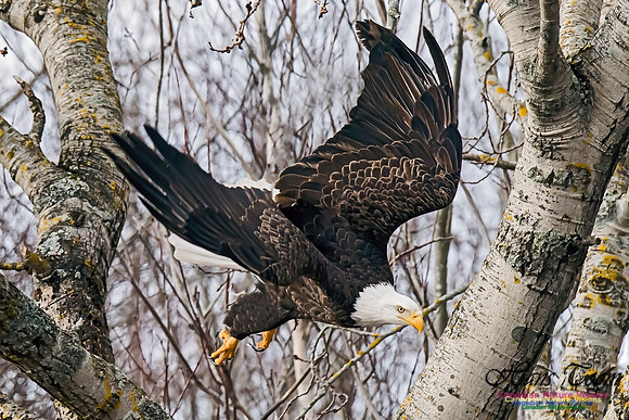 A Bald Eagle 4