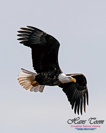 A Bald Eagle 5