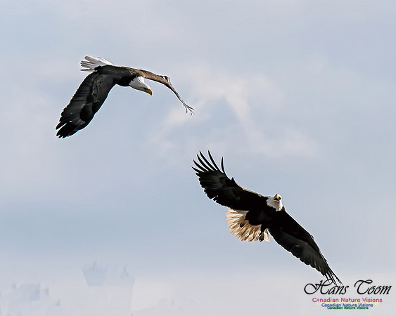 A Bald Eagle 6