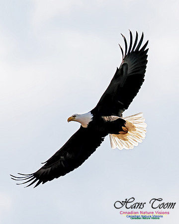 A Bald Eagle 7