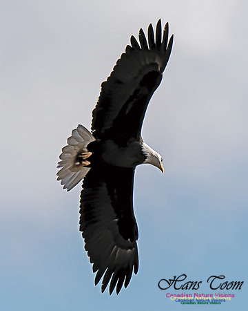 A Bald Eagle 8