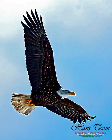 A Bald Eagle 9