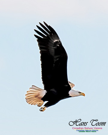 A Bald Eagle 10