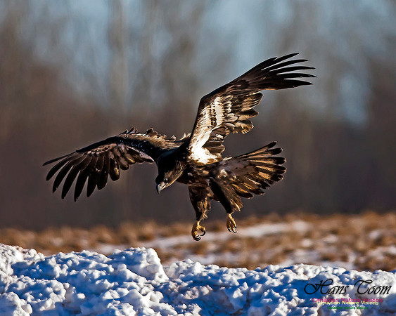 A Bald Eagle 11