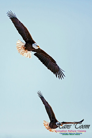 A Bald Eagle 12