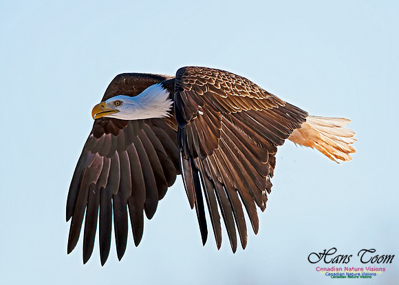 A Bald Eagle 13