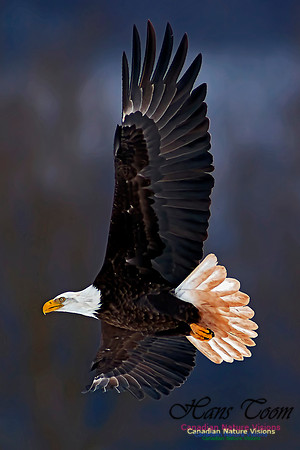 A Bald Eagle 14