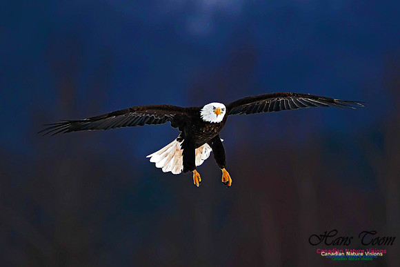 A Bald Eagle 15