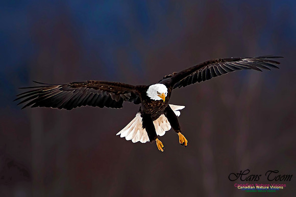A Bald Eagle 16