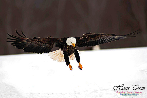 A Bald Eagle 17