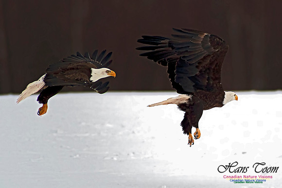 A Bald Eagle 18