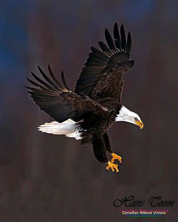 A Bald Eagle 20