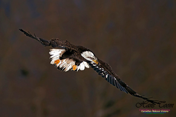 A Bald Eagle 21