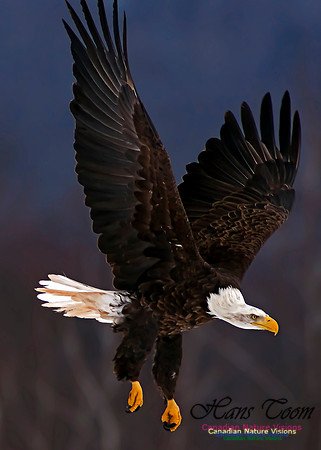 A Bald Eagle 22
