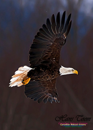 A Bald Eagle 23