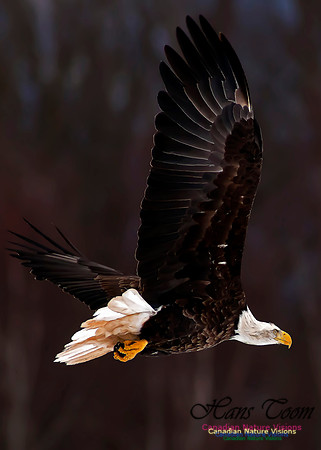 A Bald Eagle 24