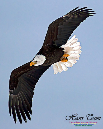 A Bald Eagle 25