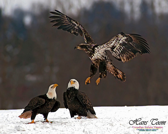 A Bald Eagle 26