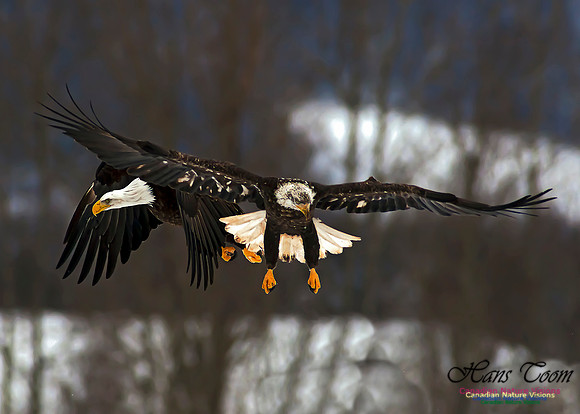 A Bald Eagle 27