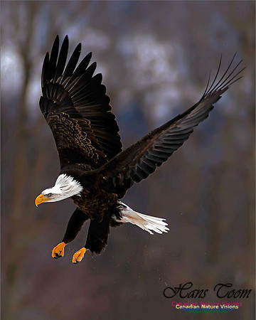 A Bald Eagle 28