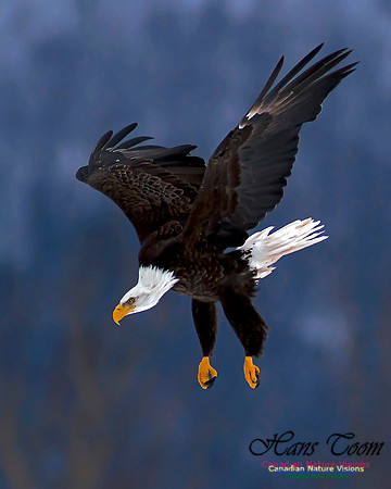 A Bald Eagle 29