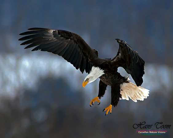 A Bald Eagle 30
