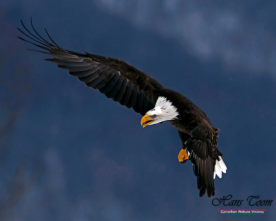 A Bald Eagle 31