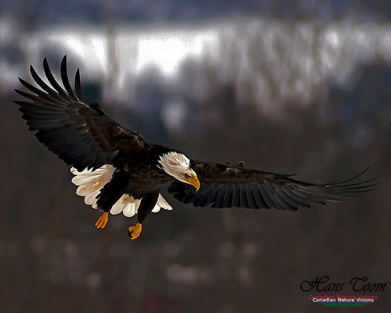 A Bald Eagle 32