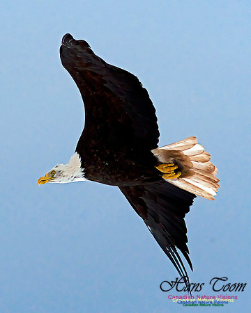 A Bald Eagle 33