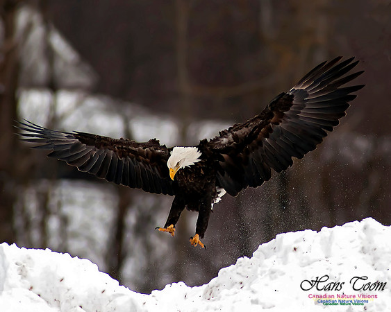 A Bald Eagle 34
