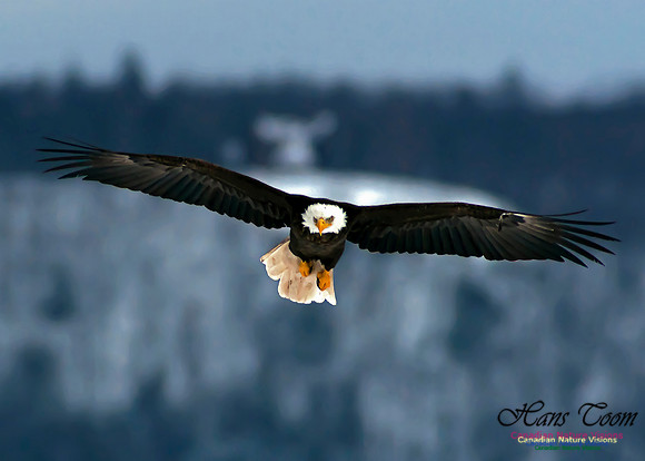 A Bald Eagle 35