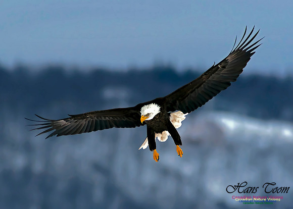 A Bald Eagle 36