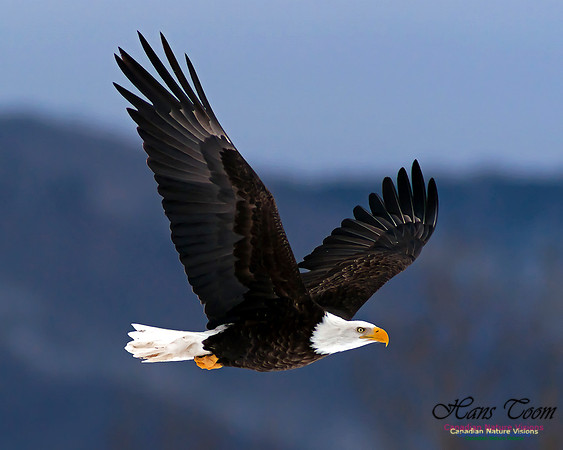 A Bald Eagle 37