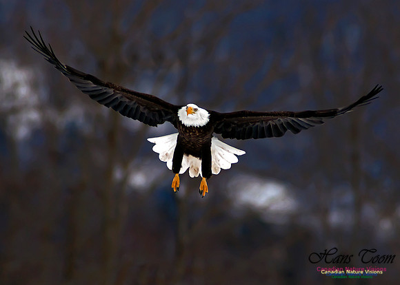 A Bald Eagle 38