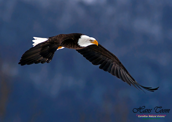 A Bald Eagle 39