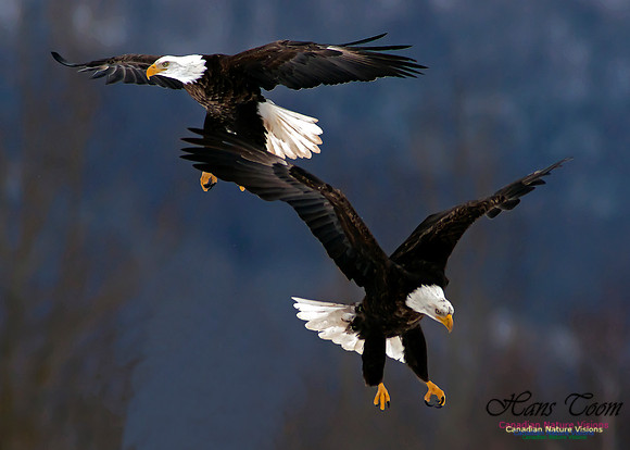 A Bald Eagle 40