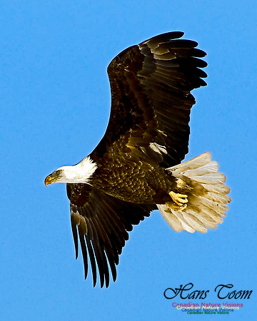 A Bald Eagle 41