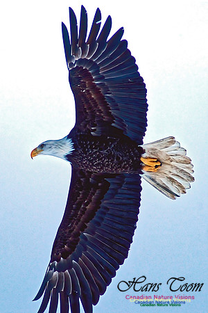 A Bald Eagle 44