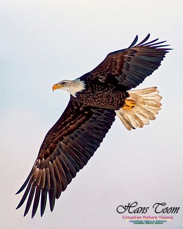 A Bald Eagle 45