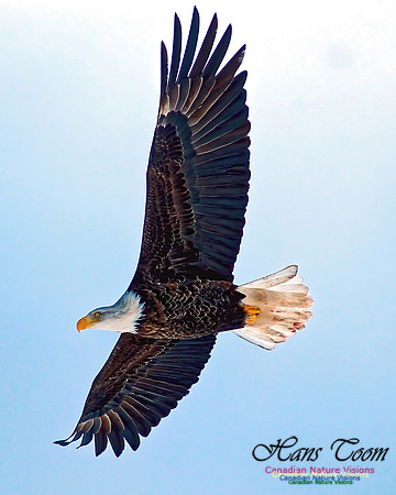 A Bald Eagle 46