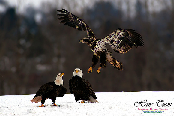 Bald Eagle
